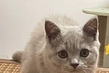 蓝猫耳朵没有竖起来是什么原因