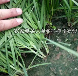 不休眠韭菜什么品种好