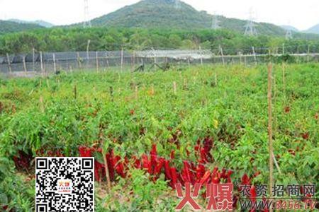 陕西辣椒种植时间和方法