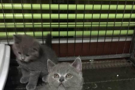蓝猫五短身材指哪五短