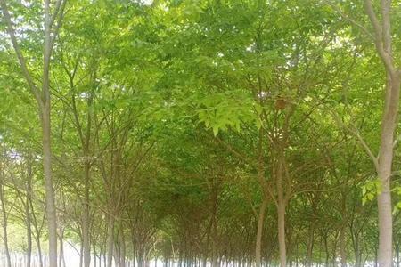 槐树和榉树的区别