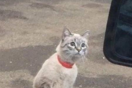 猫咪不进你家又在门口不走