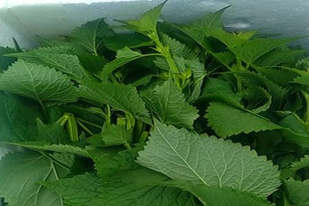 五香叶和薄荷的区别