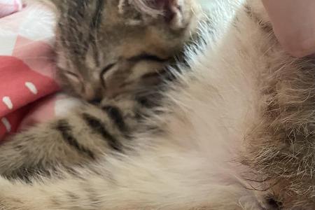 猫咪几个月就不长了
