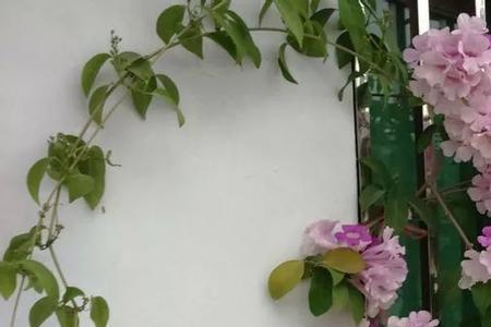 不落叶爬墙花卉哪些最好养