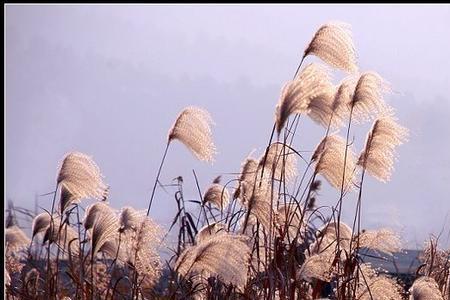 芦花飞雪涨晴漪意思