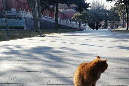 御猫帕帕是什么品种