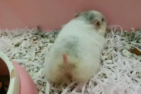 仓鼠公的好养还是母的