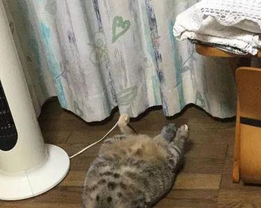 猫散热是哪个部位