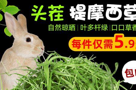 龙猫可以只吃提摩西草吗