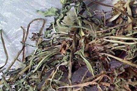 蒲公英晒干泡水是啥颜色