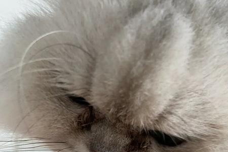 六个月的猫一天能吃一个蛋黄吗