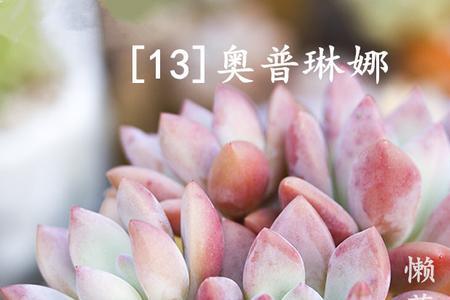 奥普琳娜多肉叶子中间枯萎