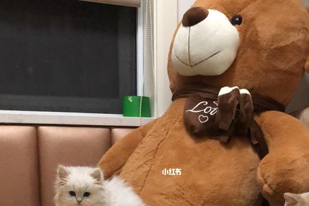 嘟嘟猫的毛为什么不蓬松了