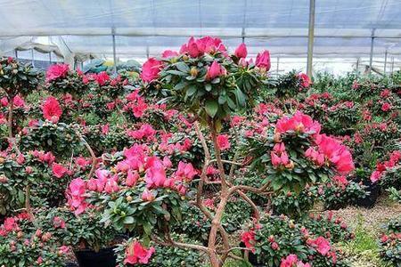 杨梅红杜鹃花养殖方法