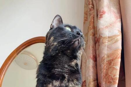 蒜头猫好养吗