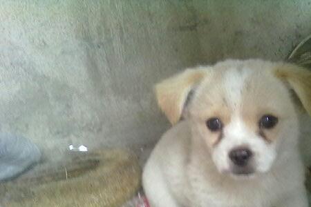 中华田园犬什么时间来例假