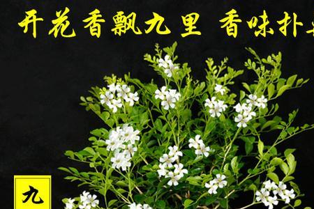 除甲醛的花卉