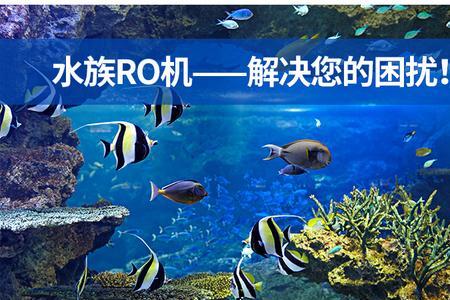 ro过滤的生活用水可以养鱼吗