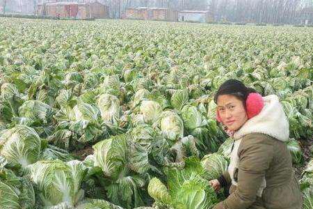 大白菜露天种植时间和方法