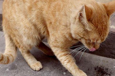 猫吃鱼刺还吃肉