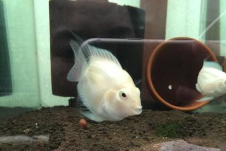 迷你鹦鹉是卵生还是胎生