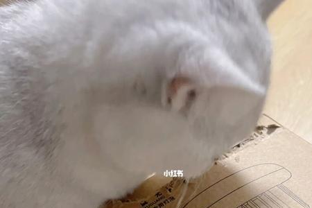 猫啃纸箱子却不吃怎么回事