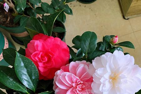 德国茶花品种