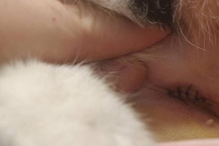 猫咪切子宫和绝育的区别