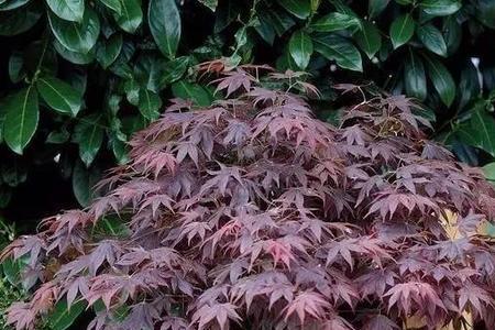 日本红枫开花是什么意思