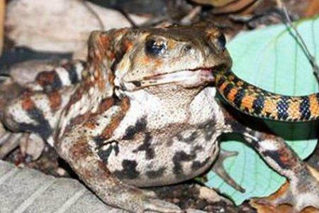 蟾蜍吃活物不死吗
