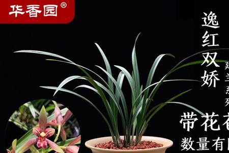 兰花小国魂香吗
