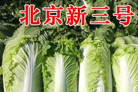 白菜种子太密了怎么办