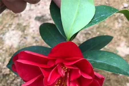 文清茶花的优缺点