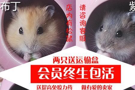 紫仓最大可以长多大