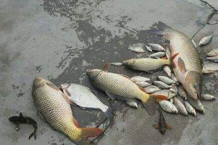 鳊鱼容易缺氧吗
