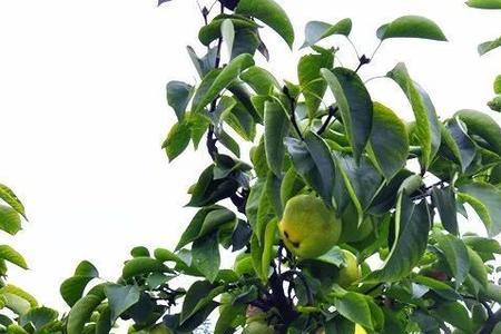 翠冠梨甜度不够怎么办