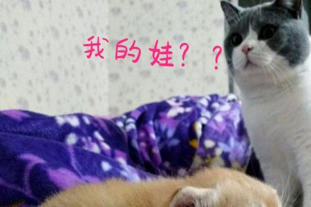 猫爸爸可以跟自己的孩子配吗