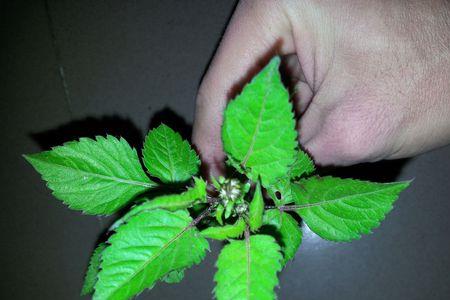 紫杆薄荷是否有毒