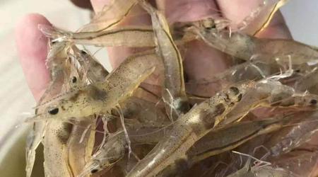 白对虾35度如何投喂