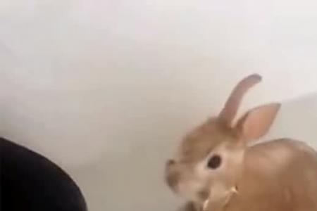 兔子自己洗澡能洗干净吗