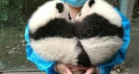 大熊猫小时候非常喜欢干什么
