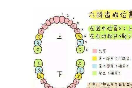 前门牙叫什么齿