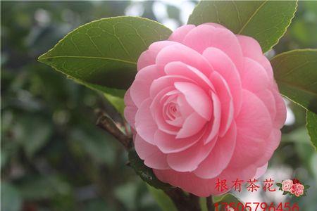 很圆很大的粉色是什么花