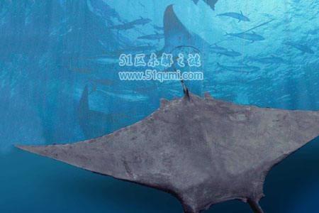 淡水里长得像蝠鲼的鱼