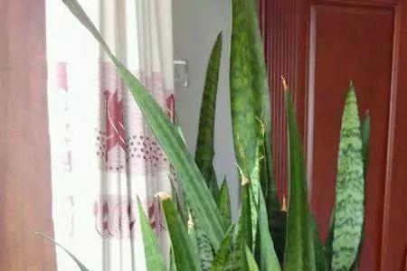 春天虎皮兰放在室外阳台上行吗