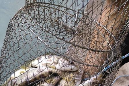 用黄骨鱼钓鳜鱼怎么钓