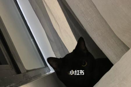 养黑猫人的性格自主性强吗