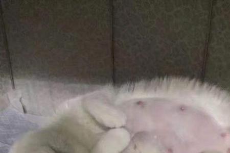 40天小猫正常体重应该是多少