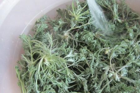 白蒿菜的吃法大全